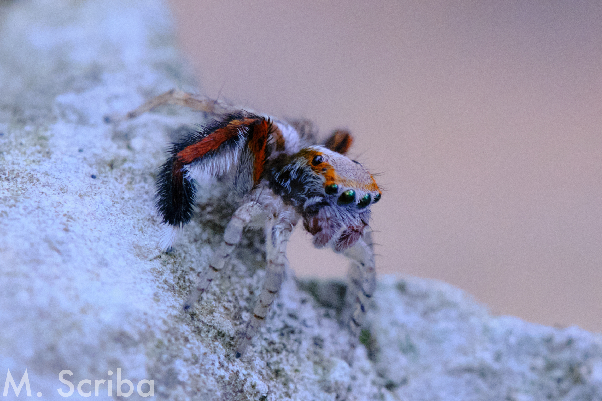 Saitis barbipes male on stone